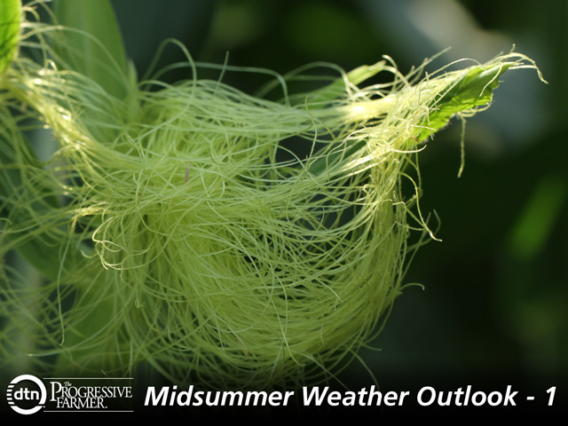 Weather conditions appear favorable for corn pollination during July. (DTN photo by Pam Smith)